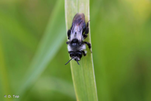 <i>Andrena cineraria</i> (Linnaeus, 1758) © D. Top