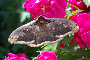 <i>Saturnia pyri</i> (Denis & Schiffermüller, 1775) © P. Gourdain