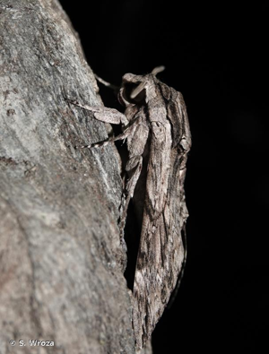 <i>Agrius convolvuli</i> (Linnaeus, 1758) © S. Wroza