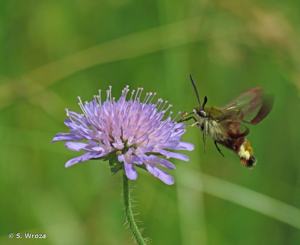 <i>Hemaris fuciformis</i> (Linnaeus, 1758) © S. Wroza