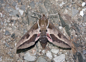 <i>Hyles euphorbiae euphorbiae</i> (Linnaeus, 1758) © S. Wroza