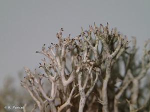 <i>Cladonia rangiformis</i> Hoffm., 1796 © R. Poncet