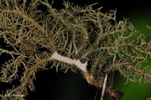 <i>Usnea ceratina</i> Ach., 1810 © R. Poncet