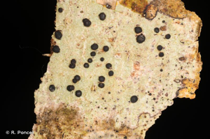<i>Bacidia laurocerasi</i> (Delise ex Duby) Zahlbr., 1926 © R. Poncet