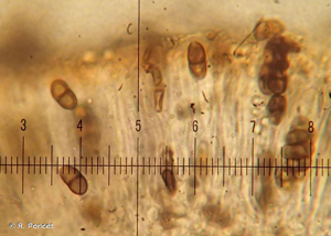 <i>Rinodina sophodes</i> (Ach.) A.Massal., 1852 © R. Poncet