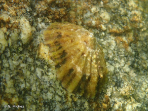 <i>Patella vulgata</i> Linnaeus, 1758 © N. Michez