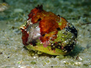 <i>Gibbula magus</i> (Linnaeus, 1758) © Benjamin GUICHARD/Agence Française pour la Biodiversité