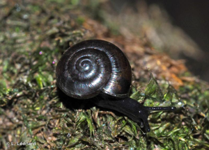 <i>Zonitoides nitidus</i> (O.F. Müller, 1774) © L. Léonard