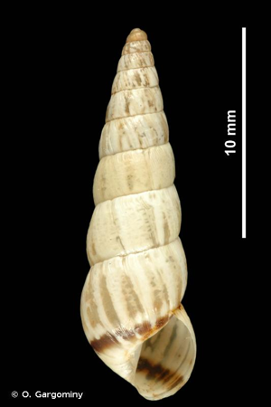 <i>Cochlicella acuta</i> (O.F. Müller, 1774) © O. Gargominy