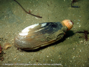 <i>Lutraria lutraria</i> (Linnaeus, 1758) © Benjamin GUICHARD/Agence des aires marines protégées