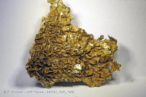  © R. Poncet - LPR Corse - MNHN, CdC, OFB