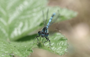 <i>Coenagrion pulchellum</i> (Vander Linden, 1825) © S. Wroza