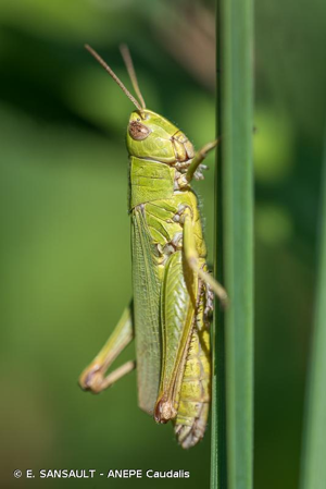 <i>Chorthippus dorsatus</i> (Zetterstedt, 1821) © E. SANSAULT - ANEPE Caudalis