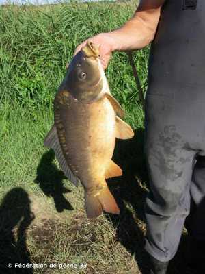 <i>Cyprinus carpio</i> Linnaeus, 1758 © Fédération de pêche 33