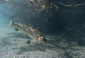 <i>Oncorhynchus mykiss</i> (Walbaum, 1792) © FNPF - Laurent Madelon
