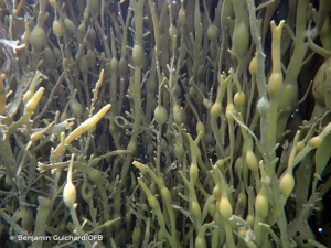 <i>Ascophyllum nodosum</i> (L.) Le Jolis, 1863 © Benjamin Guichard/OFB