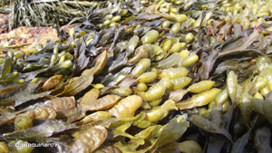 <i>Fucus spiralis</i> L., 1753 © O. Roquinarc'h