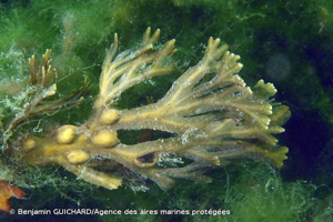 <i>Fucus vesiculosus</i> L., 1753 © Benjamin GUICHARD/Agence des aires marines protégées