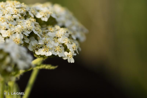 <i>Achillea ptarmica</i> L., 1753 © J. LAIGNEL