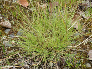 <i>Agrostis canina</i> L., 1753 © H. TINGUY