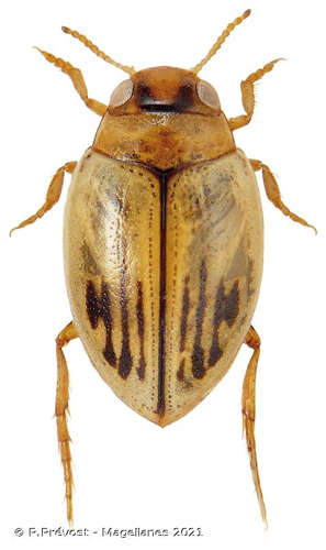  © P.Prévost - Magellanes 2021