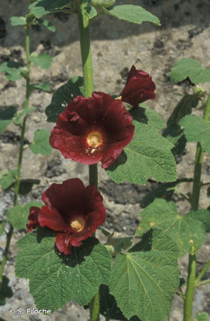 <i>Alcea rosea</i> L., 1753 © S. Filoche