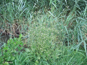 <i>Alisma plantago-aquatica</i> L., 1753 © 