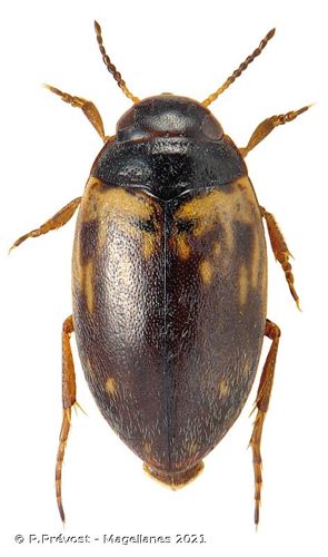  © P.Prévost - Magellanes 2021