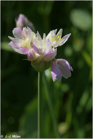 <i>Allium roseum</i> L., 1753 © 