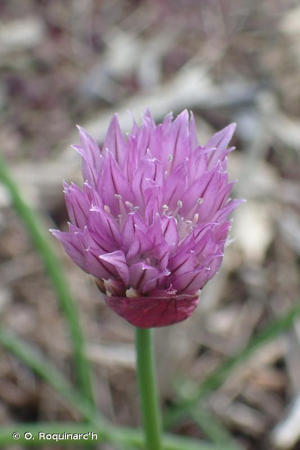 <i>Allium schoenoprasum</i> L., 1753 © O. Roquinarc'h