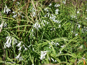 <i>Allium triquetrum</i> L., 1753 © P. Gourdain