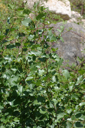 <i>Alnus cordata</i> (Loisel.) Duby, 1828 © P. Gourdain
