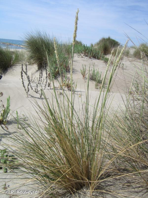 <i>Ammophila arenaria</i> (L.) Link, 1827 © P. Rouveyrol