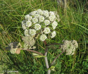 <i>Angelica sylvestris</i> L., 1753 © C. Lenormand