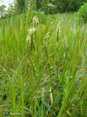<i>Anthoxanthum odoratum</i> L., 1753 © P. Rouveyrol