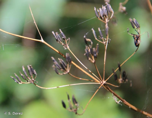 <i>Anthriscus sylvestris</i> (L.) Hoffm., 1814 © S. Dorez