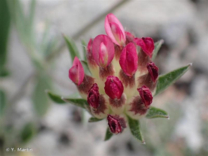 <i>Anthyllis vulneraria </i>subsp.<i> rubriflora</i> Arcang., 1882 © Y. Martin