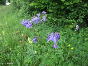 <i>Aquilegia vulgaris</i> L., 1753 © 