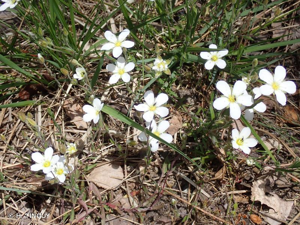 <i>Arenaria montana</i> L., 1755 © H. TINGUY