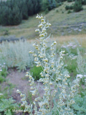 <i>Artemisia absinthium</i> L., 1753 © 