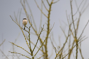  © E. SANSAULT - ANEPE Caudalis