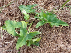 <i>Arum italicum</i> Mill., 1768 © H. TINGUY