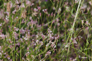 <i>Asperula cynanchica</i> L., 1753 © O. Delzons
