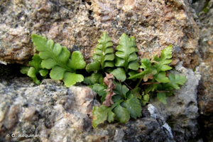 <i>Asplenium adiantum-nigrum</i> L., 1753 © O. Roquinarc'h