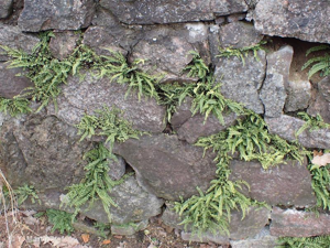 <i>Asplenium trichomanes </i>subsp.<i> quadrivalens</i> D.E.Mey., 1962 © 