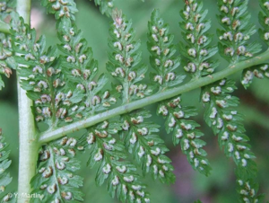 <i>Athyrium filix-femina</i> (L.) Roth, 1799 © 