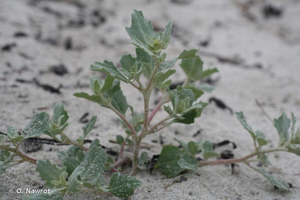 <i>Atriplex glabriuscula</i> Edmondston, 1845 © O. Nawrot