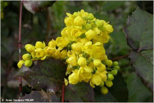 <i>Berberis aquifolium</i> Pursh, 1814 © J.-J. Milan