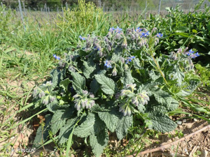 <i>Borago officinalis</i> L., 1753 © H. TINGUY