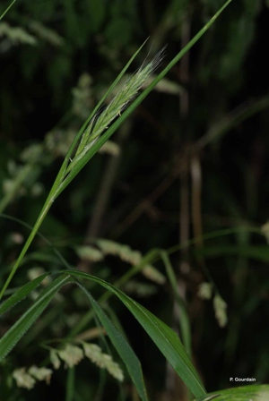 <i>Brachypodium sylvaticum</i> (Huds.) P.Beauv., 1812 © P. Gourdain